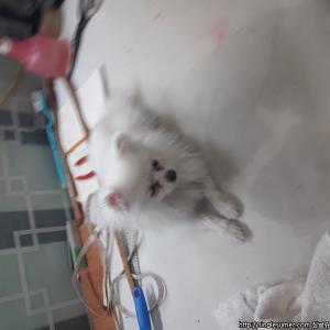 강아지 찾아주세요!!!