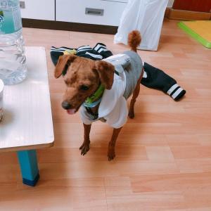 제물포역 근처에서 초코푸들을 찾습니다.