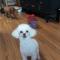 작고 하얀 강아지 찾아요 제발 급해요