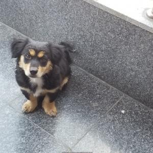 보령 성주면 화장골 입구.  장모 닥스훈트  보호중입니다.