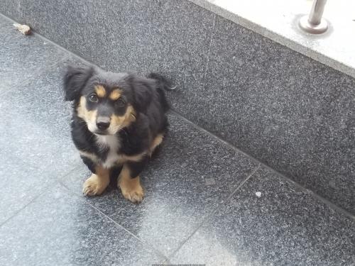 보령 성주면 화장골 입구.  장모 닥스훈트  보호중입니다.