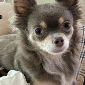 강아지를 찾습니다