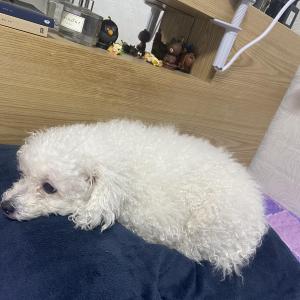 강아지 찾습니다