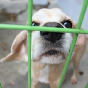 (수원)강아지 찾습니다