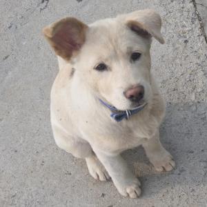 믹스견 (이름-노미) 을 찾습니다.