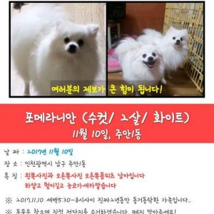 인천 남구 주안동 폼피츠 남아 찾습니다!!!