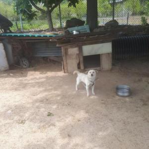 경기도 양주시 남방동에서 없어진 강아지를 찾습니다(믹스견/흰갈)