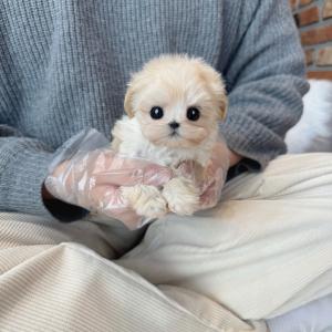 2개월령 크림말티푸분양 보냅니당