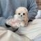 2개월령 크림말티푸분양 보냅니당
