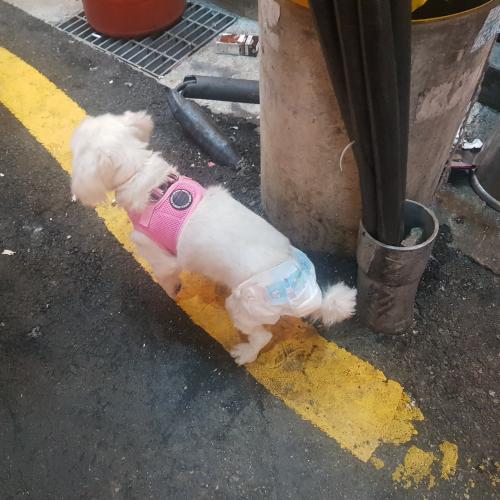 방이동 먹자골목 말티즈 잃어버리신분