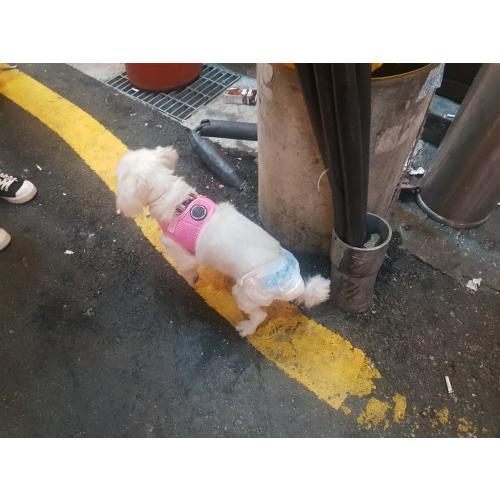 방이동 먹자골목 말티즈 잃어버리신분