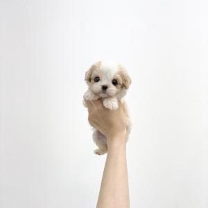 카바숑 공주님 분양 합니다.