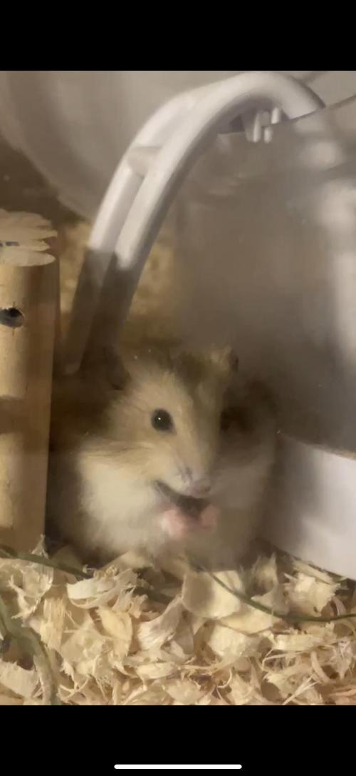 18개월 드워프 햄스터 분양