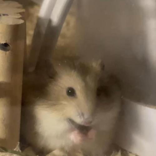 18개월 드워프 햄스터 분양