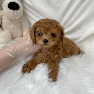 2개월령 말티푸 분양보냅니당