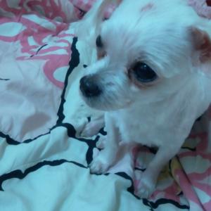 7년된가족콩이를절실하게찾습니다