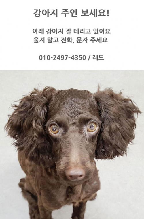 아주 진한 초코색 푸들 보호중