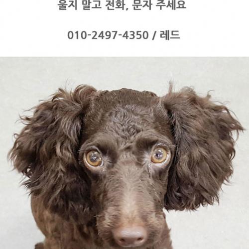 아주 진한 초코색 푸들 보호중