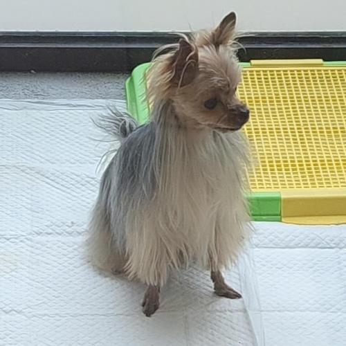 요키 암컷분양 합니다