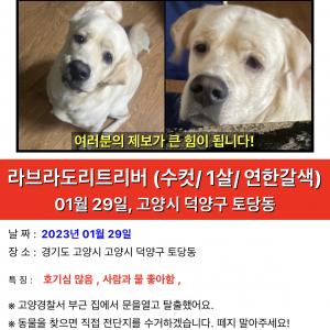 고양 토당동 수컷 리트리버 믹스를 찾습니다.