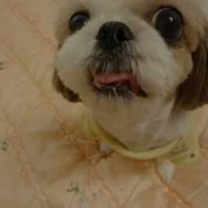 강아지를 찾습니다..꼭좀 찾아주세요