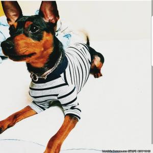 미니어쳐 핀셔 찾아요