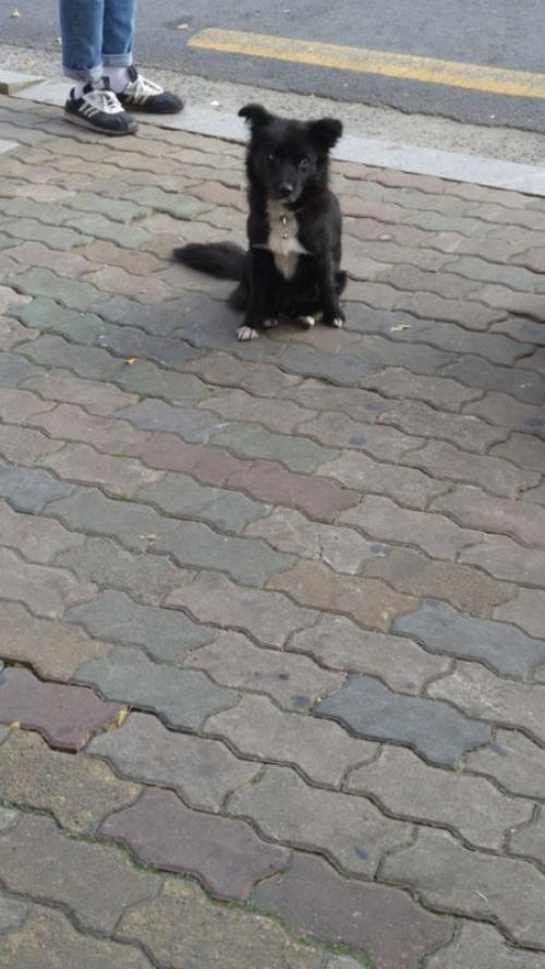 대구 검은색 강아지 주인 찾습니다.