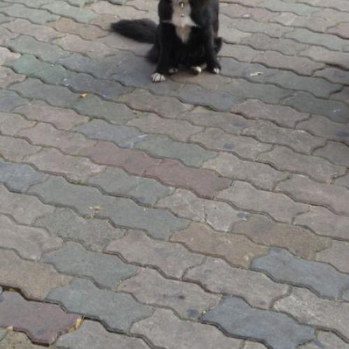 대구 검은색 강아지 주인 찾습니다.