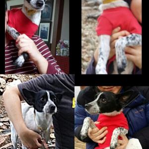 대전 중구 오류동에서 8월 13일에 실종된 흰/검 점박이 믹스견을 찾습니다.