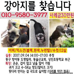 울산 검은색 믹스견 찾습니다