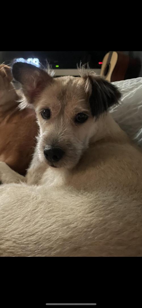 강아지 찾습니다..(법원읍 사거리 믹스견)