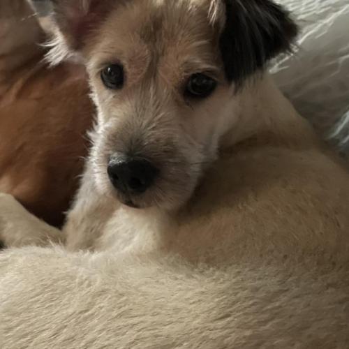 강아지 찾습니다..(법원읍 사거리 믹스견)