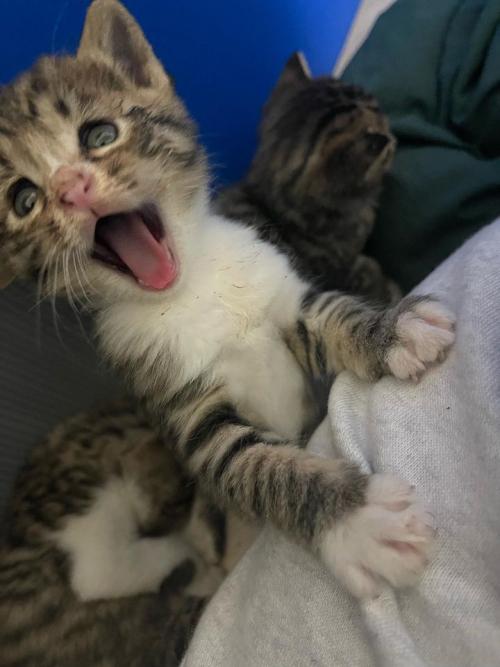 부산 새끼 고양이 분양합니다