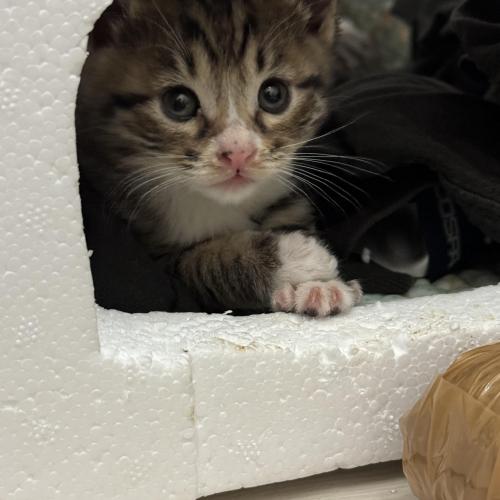 부산 새끼 고양이 분양합니다