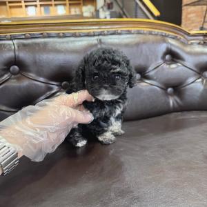 2개월령 푸숑분양 보냅니당