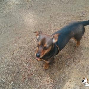 우리 산이를 찾아주세요