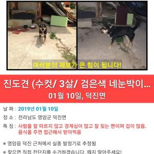 네눈박에 블랙탄 진돗개