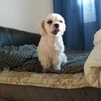 대