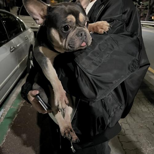 불독 강아지 주인 찾아요