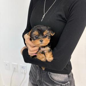 [55만] 작지만 품격 있는 요크셔테리어 분양 보내요~