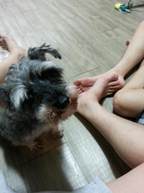 유기견을 보호중입니다. 미니어쳐 슈나우져 입니다.