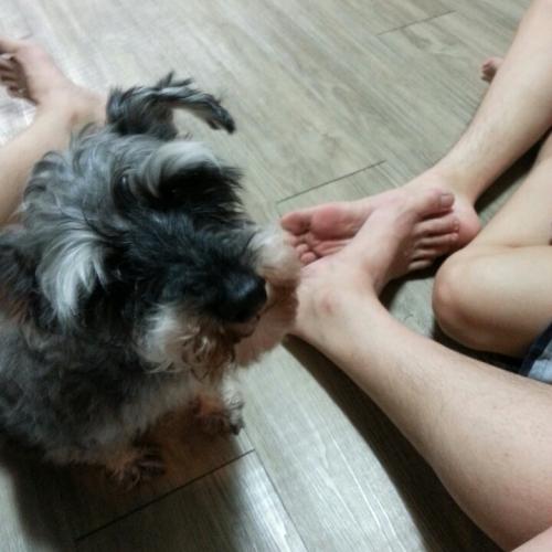 유기견을 보호중입니다. 미니어쳐 슈나우져 입니다.