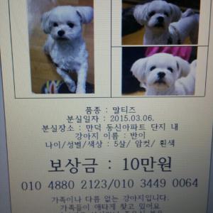 (유기견 강아지를 찾아요) 부산 북구 만덕2동//말티즈5살