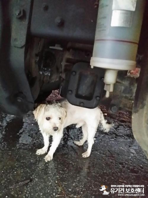 김포 고촌읍에서 말티즈 두마리 보호중입니다.