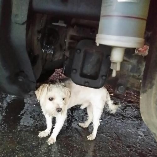 김포 고촌읍에서 말티즈 두마리 보호중입니다.