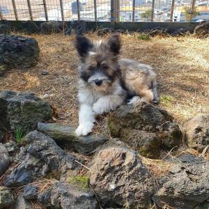 강아지를 찾습니다