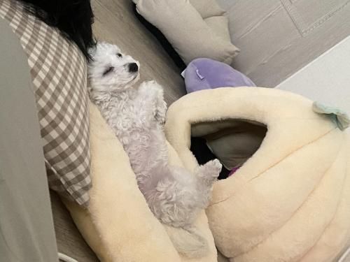 미니비숑 여아 6개월 입양 보내요