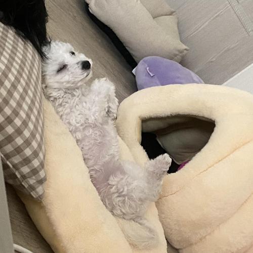 미니비숑 여아 6개월 입양 보내요