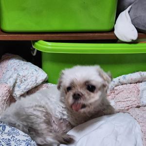 (말티즈) 강아지 찾습니다