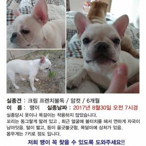 우리가족 땡이를 찾습니다